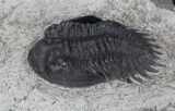 Scarce Greenops Trilobite From New York #37503-2